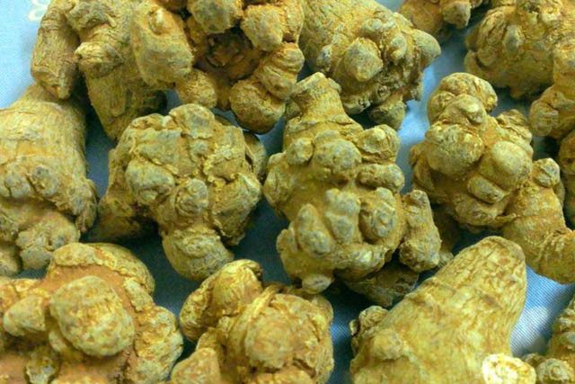 cu-tam-that Củ tam thất chữa bệnh thần kỳ