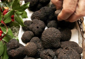Danh tiếng của nấm truffles đã được biết đến từ thời Hy Lạp cổ đại và La Mã. Ảnh: nydailynews