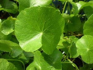 Những bài thuốc từ cây rau má